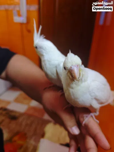 طيور كوكتيل للبيع في البصره 4