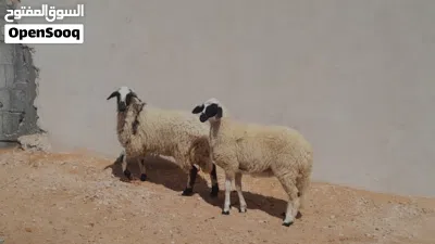 2فطايم وطنيات 7شهور سلاله ربي يبارك سليمات من العيوب والامراض متع تربيه او موس لبيدبح.. 2