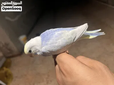 فرخ رينبو وصف ممتاز 3
