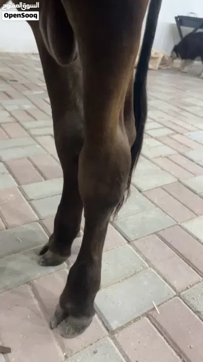 عجل العمر سنه وشهر 3