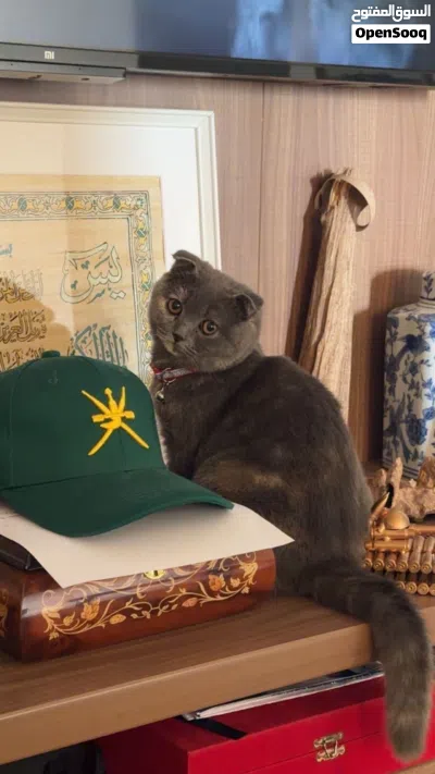 Scottish fold mix British shorthair cat for sale 2
