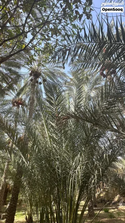 للبيع نخل في جعلان بوحسن مريبي 4