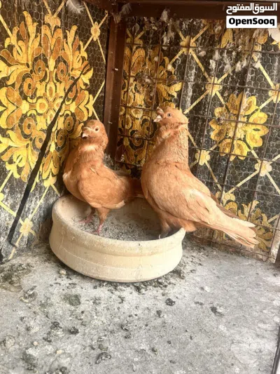 بلصلاه على النبي خمسة جواز للبيع 2
