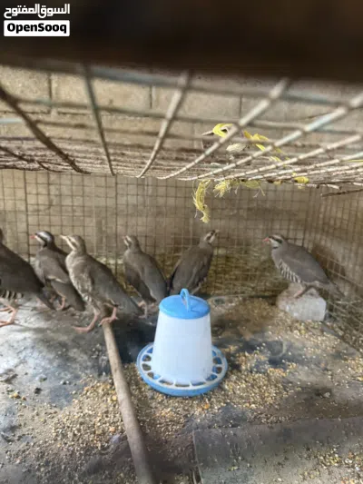 طيور الحجل للبيع 3