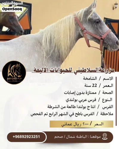 يتوفر خيول للبيع عربي ومهجن 3