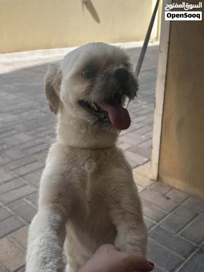 lost dog need back who see this dog hes male 10 months 2
