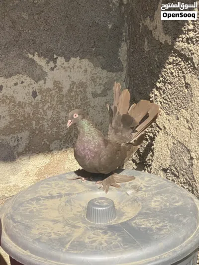 شمسي طيوور جاهزة للانتاج لون بني 2