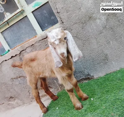 صخله نثيه شاميه حلوه مالت بيت مناسبه اقرء الوصف وخابر 3