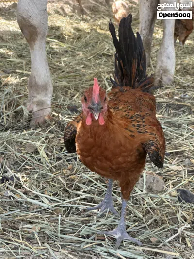 للبيع دجاج عمانيات 2