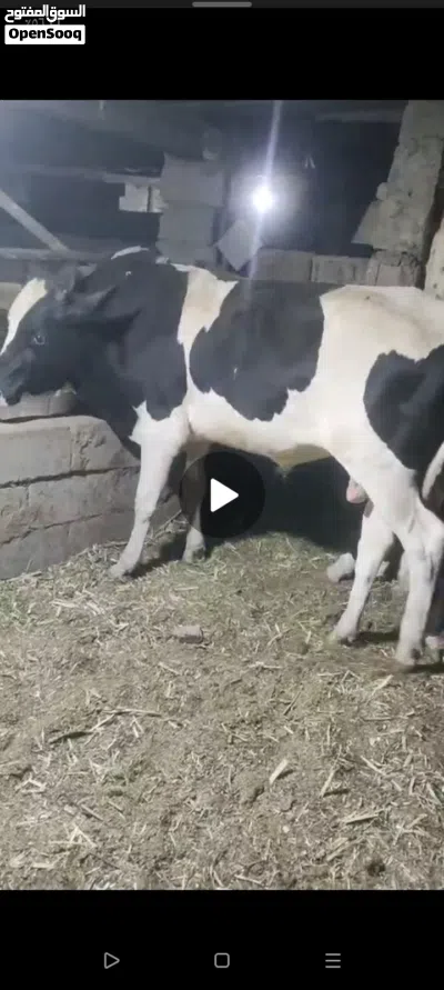 عجل للبيع مرتب خوش عجل للبيع معلوف براشله السعر خاص 2