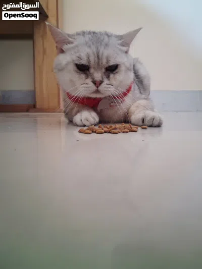 Cute Scottish Cat ! Vaccinated and free Cage! Passport Also. Male Cat white cute 4