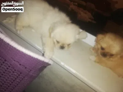 Chien piki noir et blanc 4