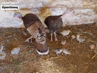 ديك رومي زوز دجاجه 8 فلوس تحتهم 2