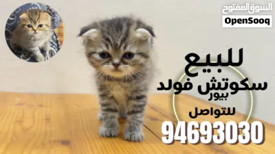 للبيع قطط سكوتش فولد ( بلو & تايجر ) 2