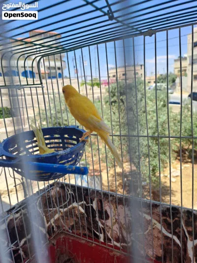 عصافير كناري بناديق 3