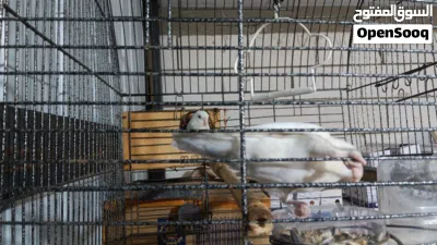 undefined 3