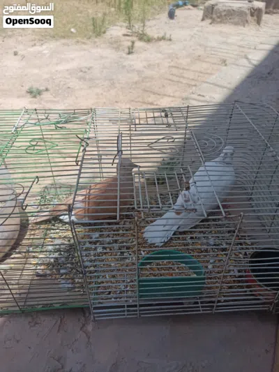 كوبيا حمام يمامه 2