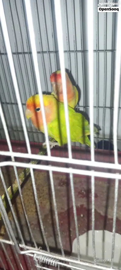 كوبيا بركاديلو ربي يبارك السعر ساوم 3