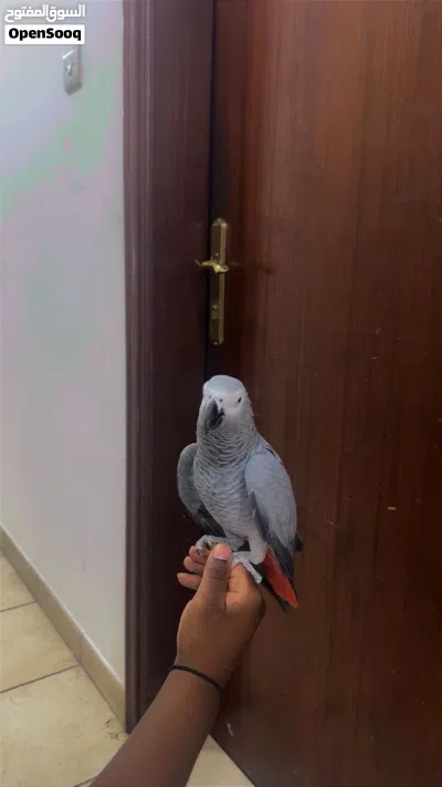 للبيع كاسكو 2