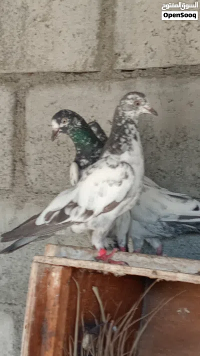 حمام باكستاني مطيار للبيع 4