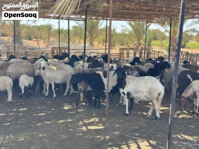 اغنام و معز للبيع 3