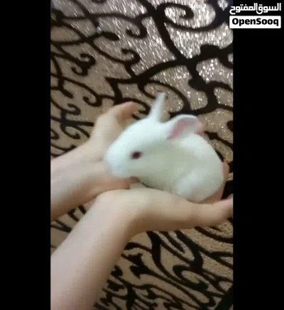 أرنب صغيرة أليف 4