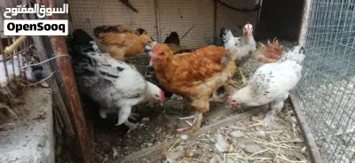 للبيع دجاج لكوشن لعملاق +زوج حجل باكستاني اقرا الاستماره قبل عن تتواصل 2