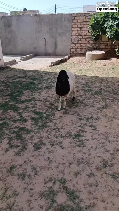 فطيمه الله ايبارك 3