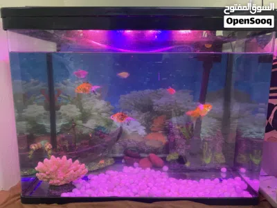Accovarium with fishes 2