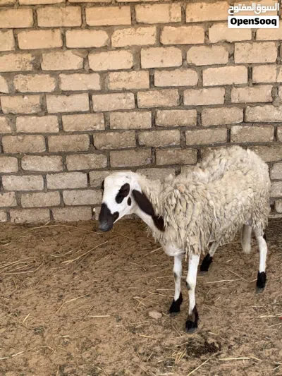 للجادين فقط 3