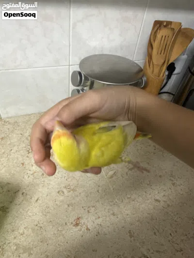 مخالف(طير ليسة بالغ) طير روز اللون لاتينو منتحت ازرق غامق الطير معاه عيب خلقي يسمة الكساح 4