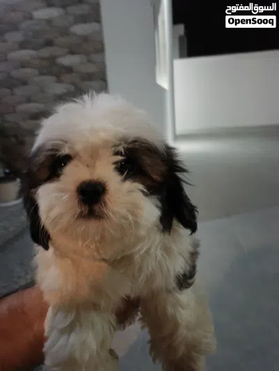 Pure Shih Tzu Puppies for Sale – Healthy & Playful 3