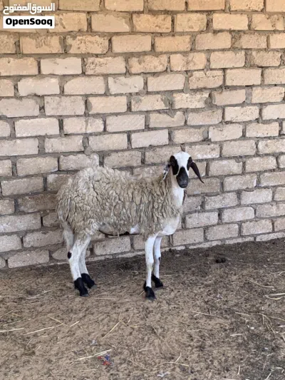 للجادين فقط 2