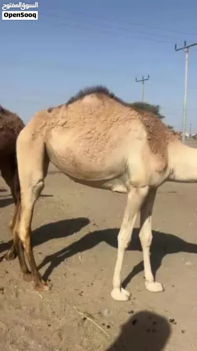 للبيع بكره حجه مامآدوبه تصلح لانتاج ابوها شاهين الدغاش وامها بنت صوغان شوف الفيديو موجود ف الصفحه 2