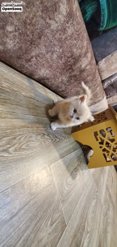 قطط شيرازي للبيع 4