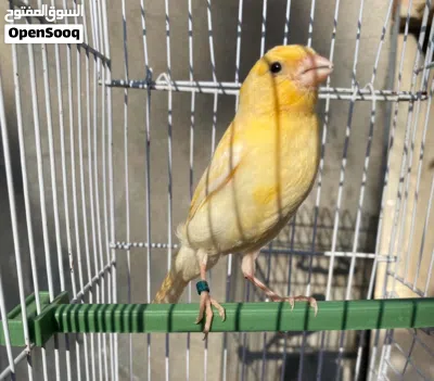 ذكر كناري الله يبارك 2