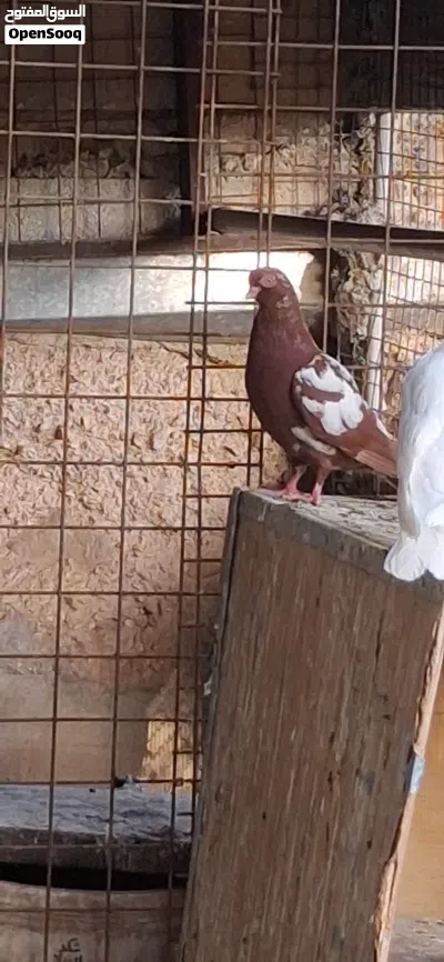مجموعة حمام مشكله مطير كامل 3