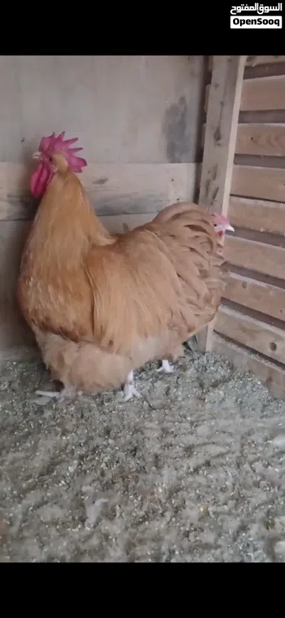 كوبيه كلاي الميرندا 4