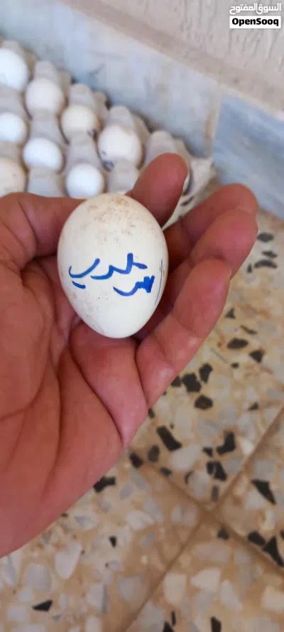26بيضه زينه مخلط مخصب بعون الله 2