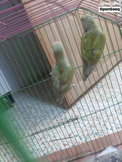 زوج غندوره 3