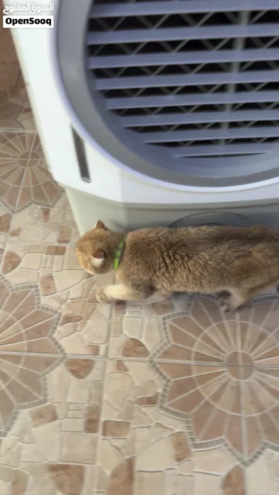 بريتيش شورت هير جولدن شيدد) للبيع قطوه العمر من خمس اشهر القطوه. بحاله ممتازه. جدا 2