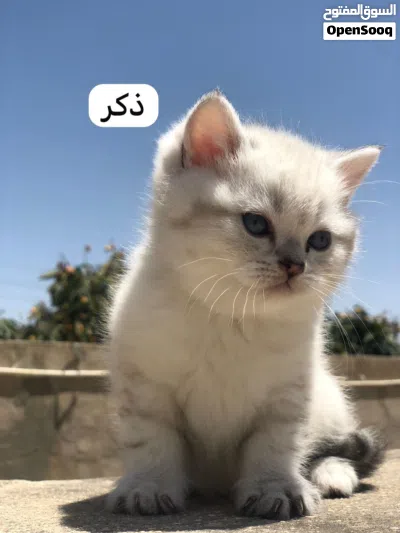 سكوتش ستريت 4