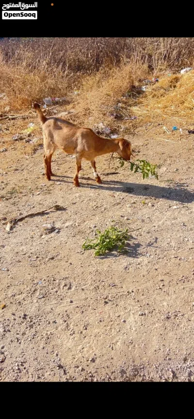 صخله صحه ونظافه عمرها 8 اشهر 3