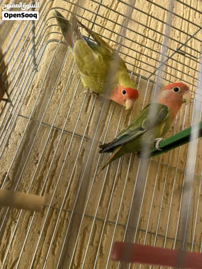كوبيه مصوقره للبيع 3