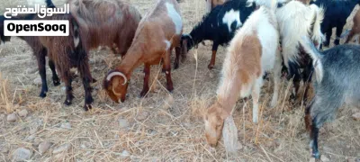 معز ثنايا نخب اول عز المقنوي 3