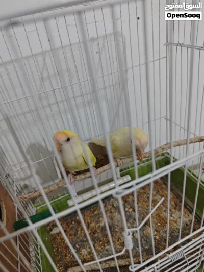 كوبية بركديلو مصوقرة ربي يبارك وحجم ماشاء الله 3