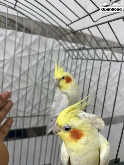 زوج كوكتيل مزاويج 3