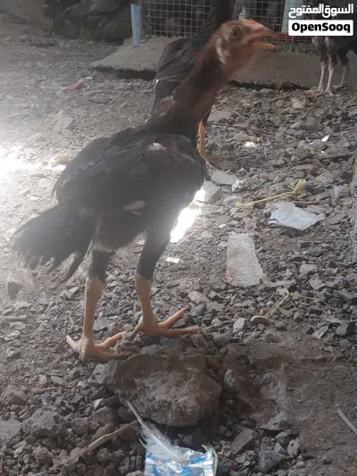 طيور بكستانيه البيع العدد 30 3