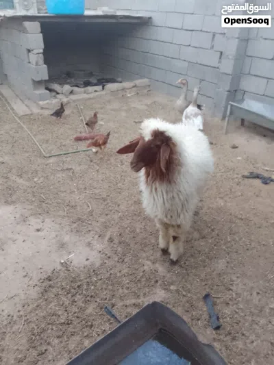 طليه للبيع ورجين معلوفه كل شيء 3