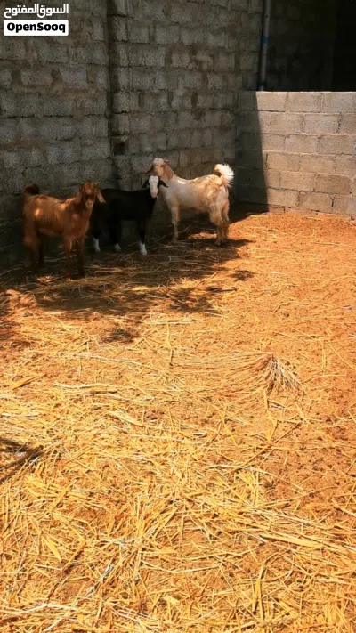 ما شاء الله.. للبيع 3 تيوس تربية محلية من الحلال الطيب (صحة ونشاط ممتاز) 3